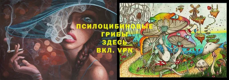 Галлюциногенные грибы Cubensis  что такое   Иркутск 